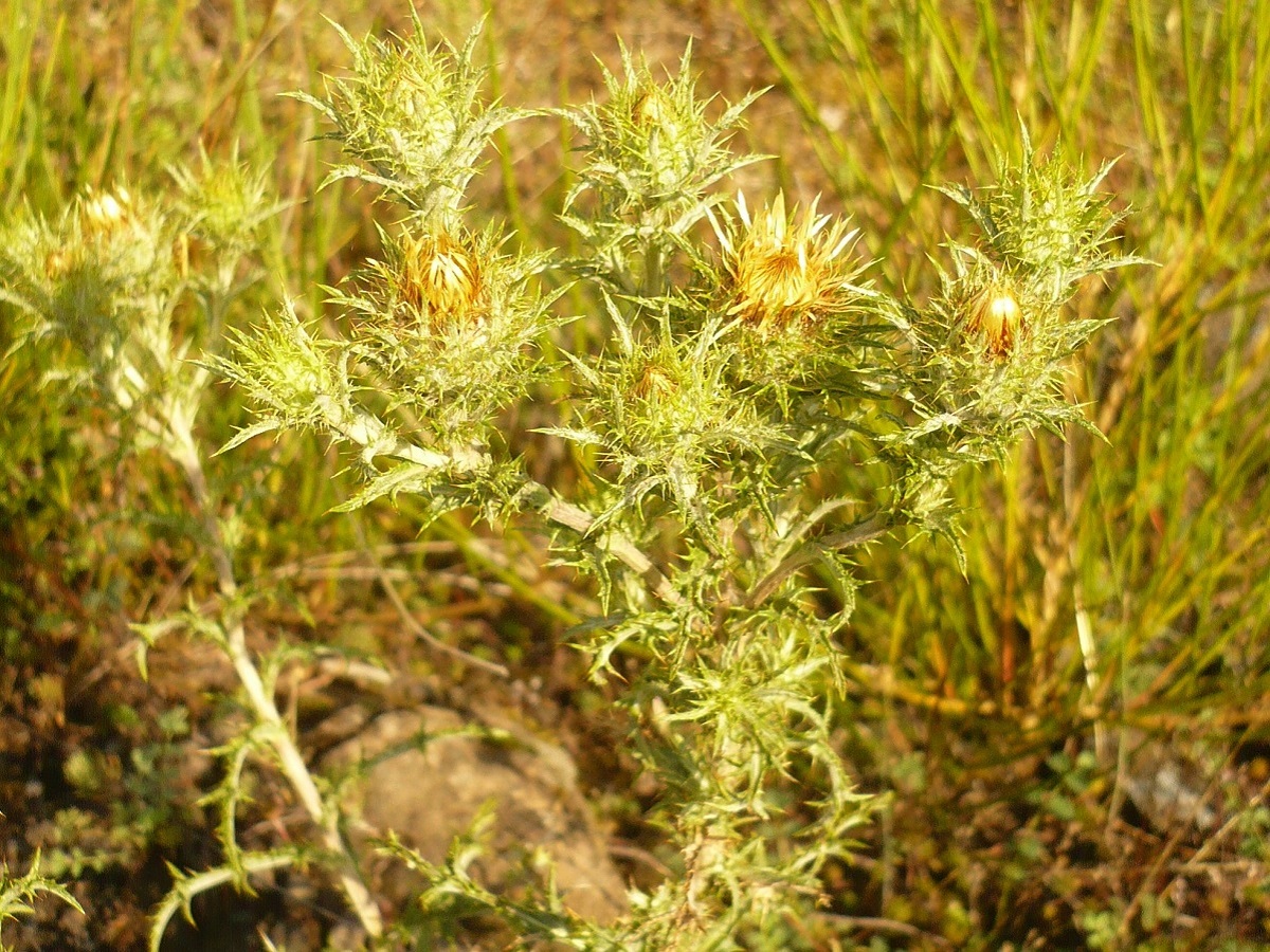 Carlina vulgaris (Asteraceae)